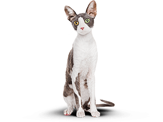 Кот после Cat Energy Slim