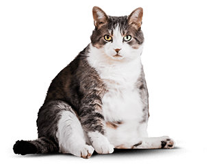 Кот до Cat Energy Slim